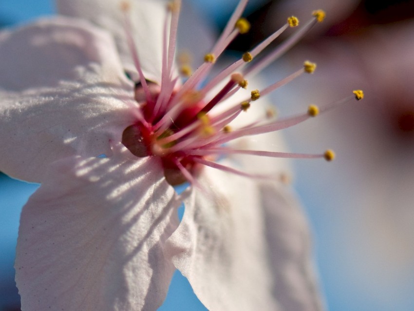 Flower Bloom Spring Macro Closeup Blur Background