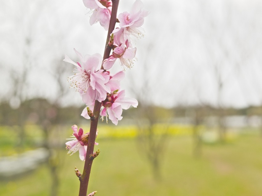 flower, blooming, branch, spring, blur, pink