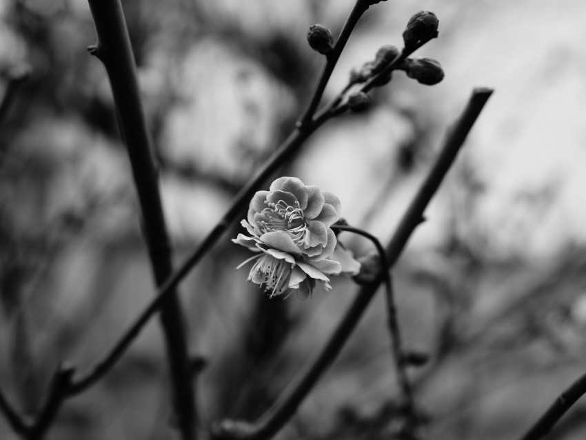 flower, blooming, bw, blur, branch