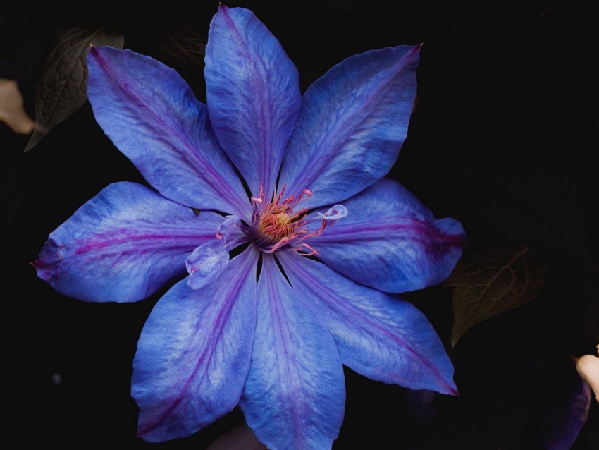 flower, blue, bloom, plant, closeup