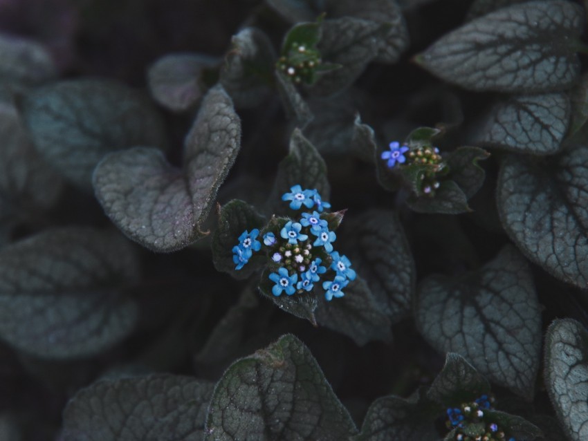 Flower Blue Inflorescence Leaves Plant Bloom Background