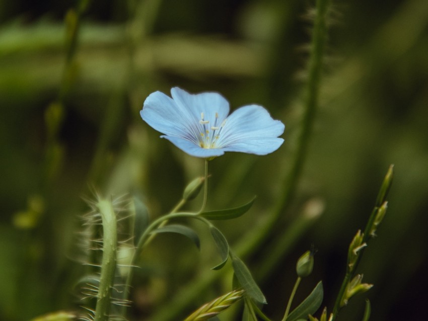 flower, blue, plant, bloom, closeup