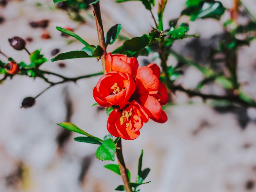 flower, branch, bloom, spring, red