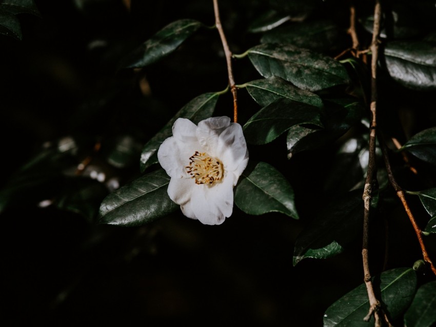 flower, branches, flowering, leaves, dark