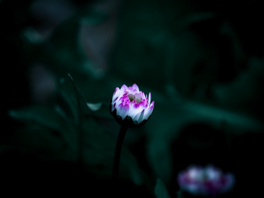 Flower Bud Bloom Small Dark Background