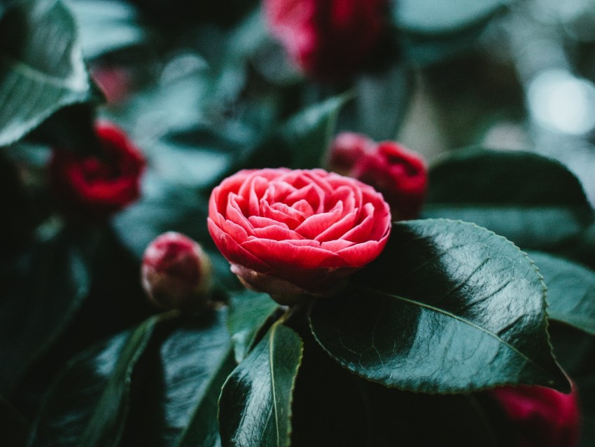 flower, bud, red, leaves, bloom