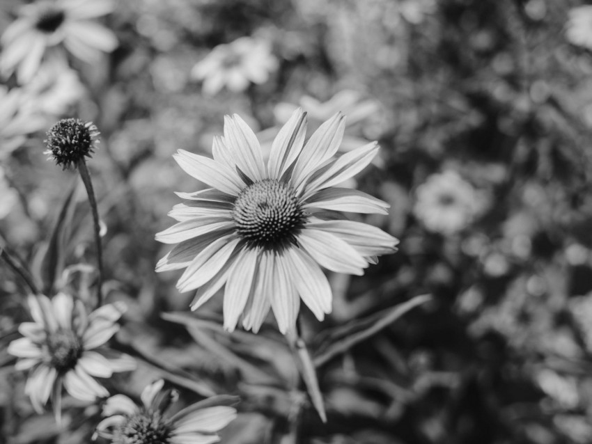 flower, bw, flowerbed, blur