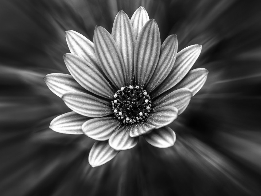 Flower Bw Petals Blur Background