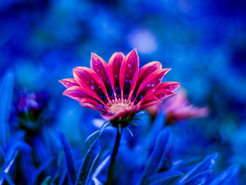 flower, dew, drops, petals, blue