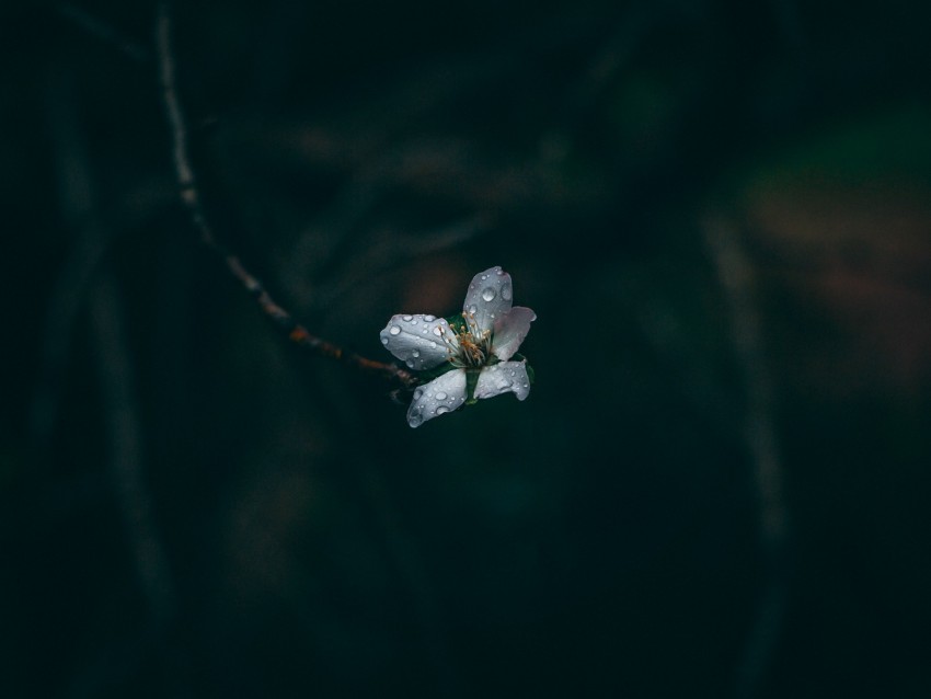 flower, drops, dew, dark, macro