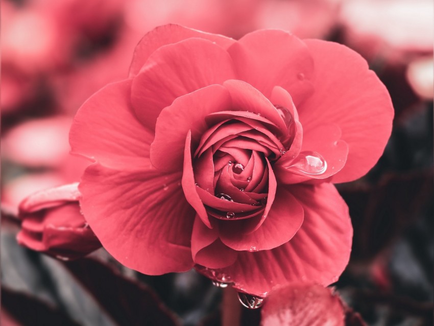 flower, drops, macro, petals, blur