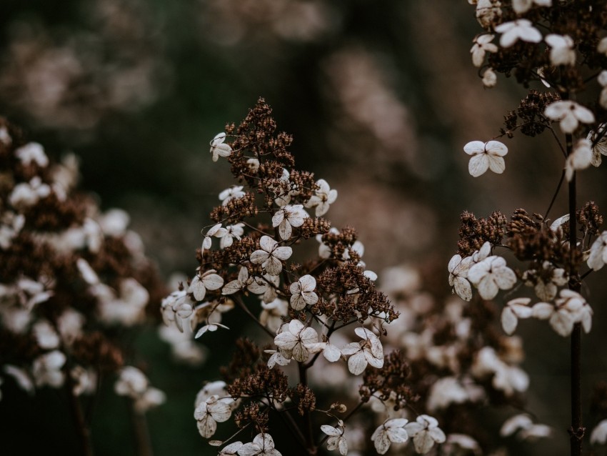 flower, dry, petals, blur