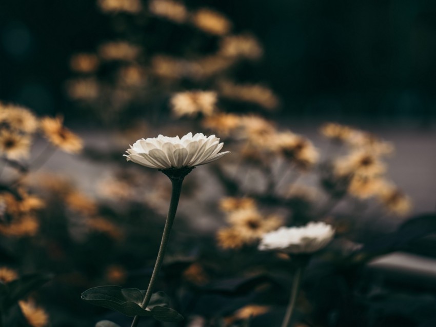 Flower Flowers White Bloom Blur Background