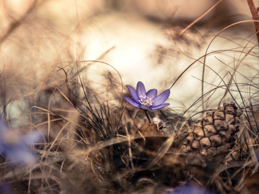 flower, grass, pine cone, dry, purple, bloom