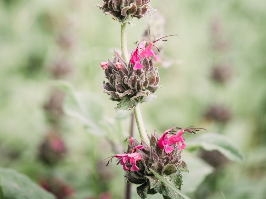 flower, inflorescence, plant, wild, stem, macro