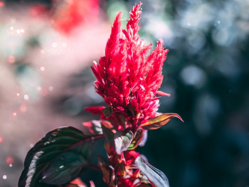 flower, inflorescence, red, plant, macro