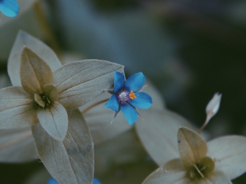 Flower Leaves Blue Green Blur Flora Background