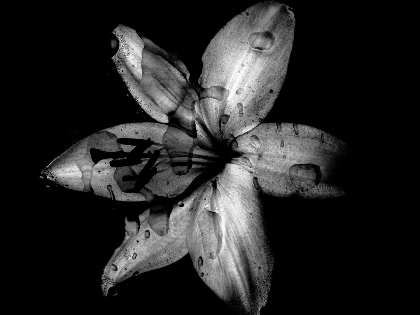 Flower Lily Bw Dark Wet Drops Background