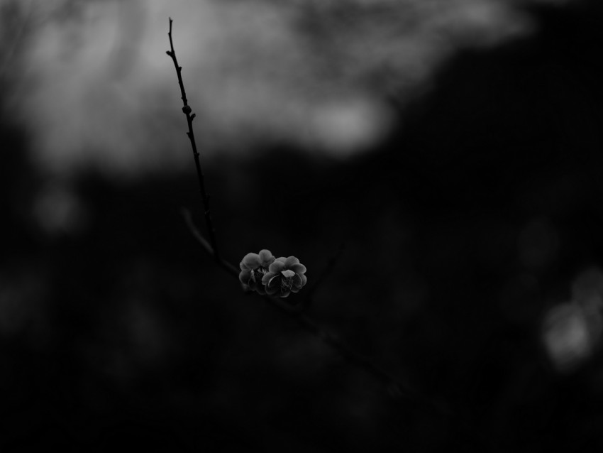 flower, macro, bw, branch, bloom, spring, dark