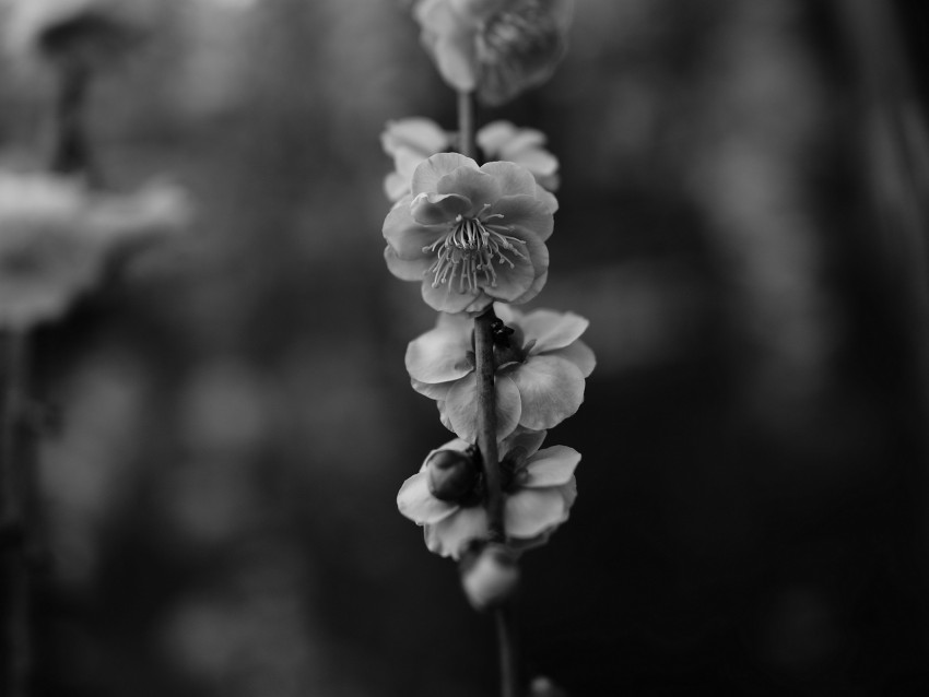 flower, macro, bw, flowering, branch, spring