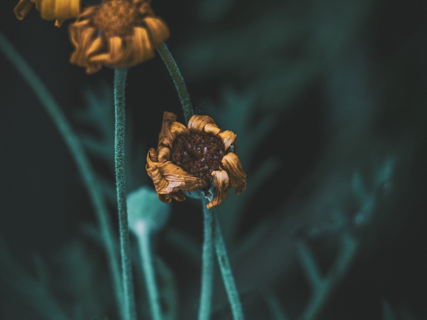 flower, macro, stems, dry