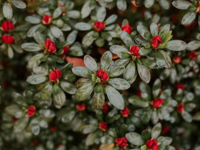 flower, petals, buds, plant, macro