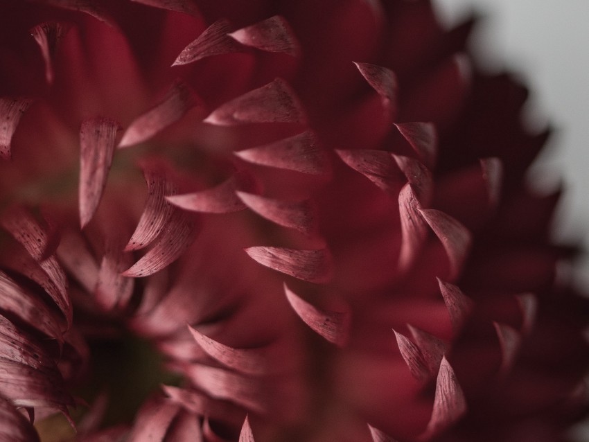 flower, petals, macro, bloom