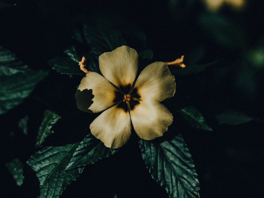 flower, petals, macro, shadows, bloom