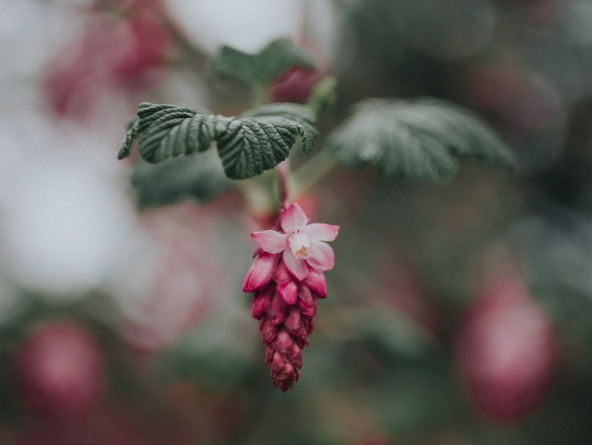 flower, pink, bloom, blur, leaves