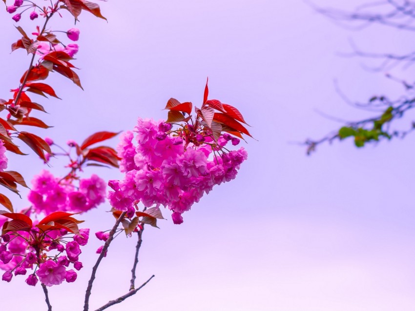 flower, pink, branch, bloom, macro, bush, sky