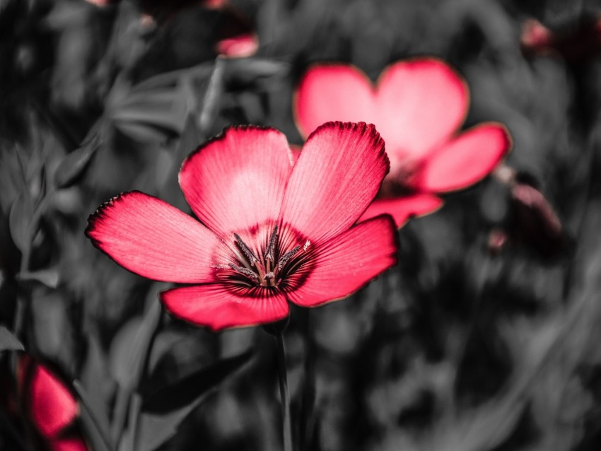 Flower Pink Petals Contrast Background