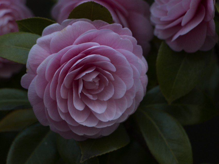 flower, pink, plant, bloom, closeup