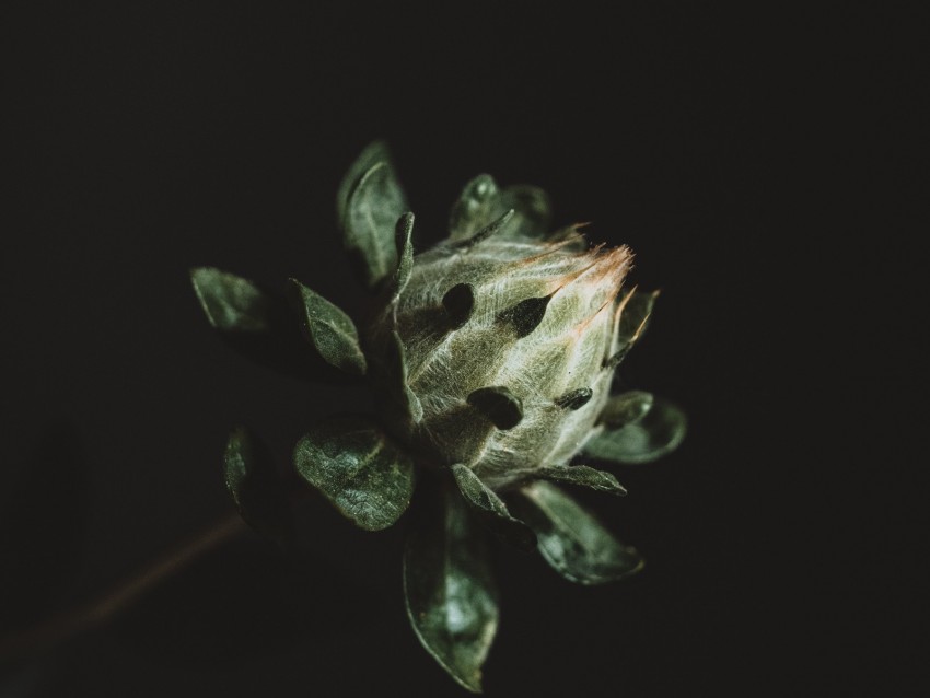 flower, plant, dark, bud, green