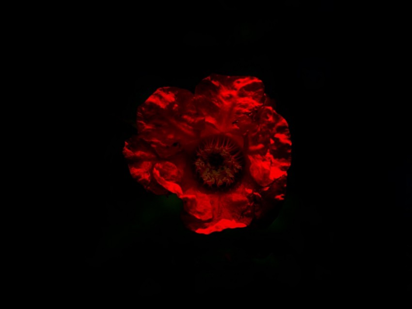 flower, red, dark, darkness, minimalism