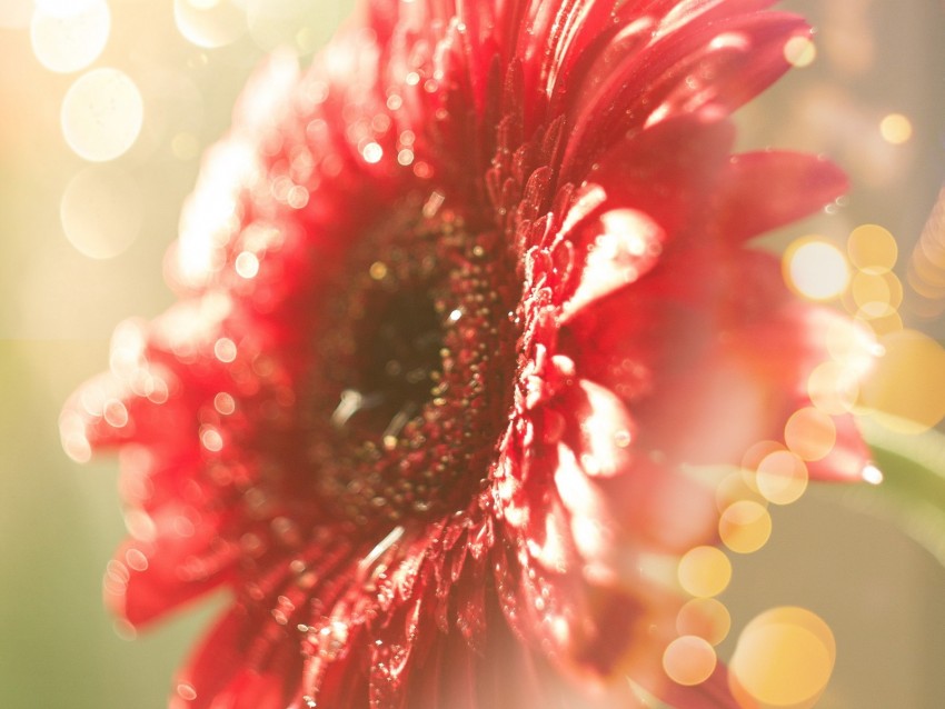 flower, red, dew, glitter, bokeh, light