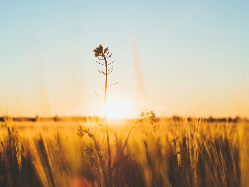 flower, stem, sunset, grass, macro, blur