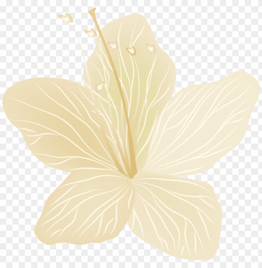 flower transparent