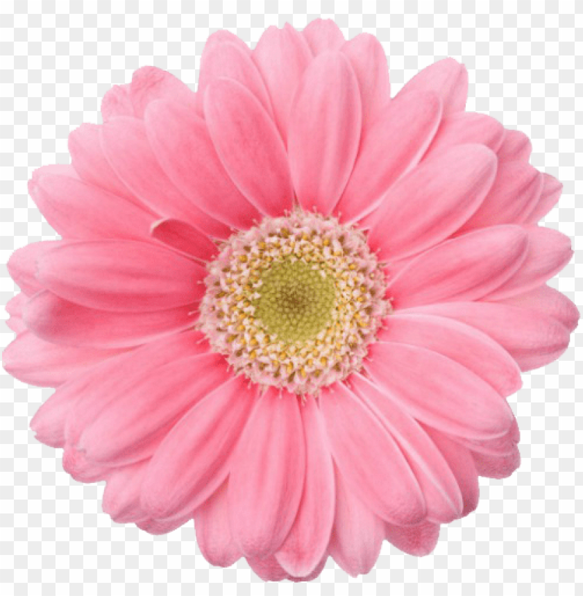 flower, pink flower, gerbera daisy, nature, floral, botanical, garden