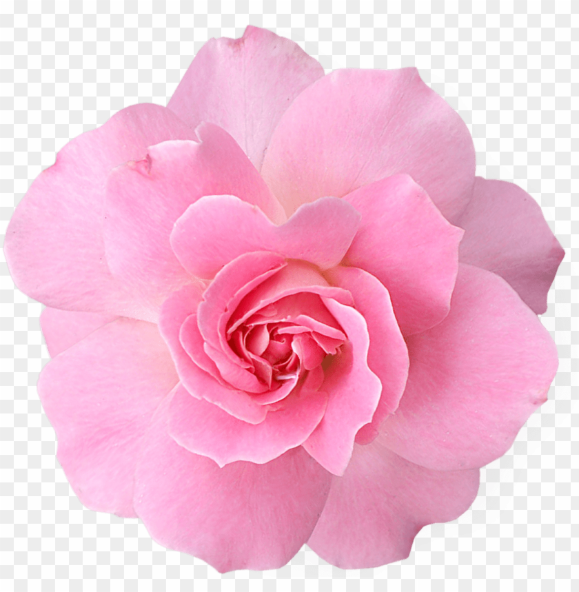 rose, pink flower, blooming flower, garden plant, floral decor, nature beauty, petals