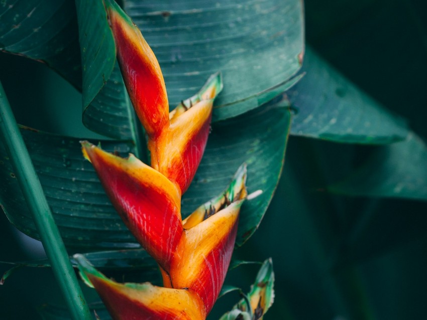 flower, tropical, bright, plant, exotic