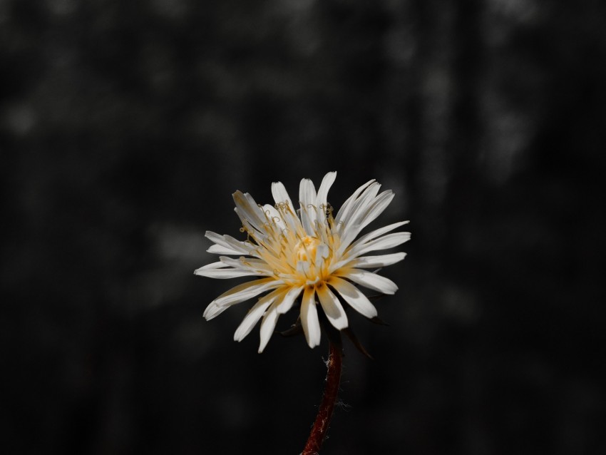 Flower White Bloom Closeup Plant Background