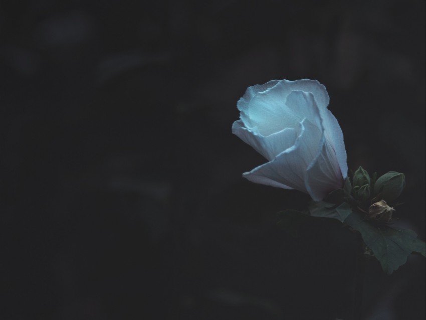 Flower White Bud Plant Dark Bloom Background