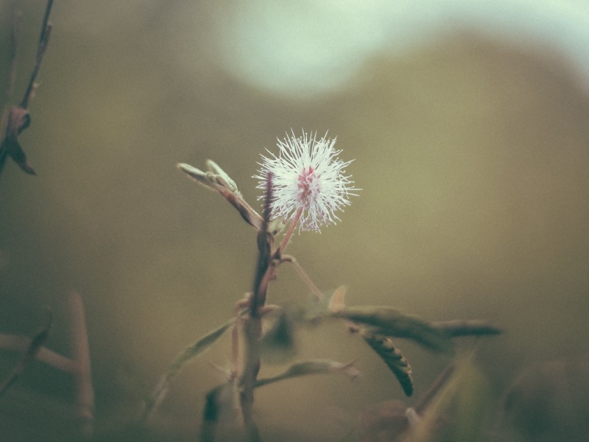 flower, white, prickly, plant, macro