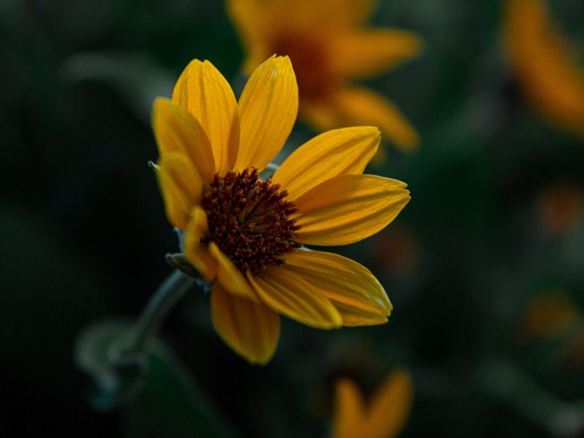 Flower Yellow Bloom Plant Closeup Background