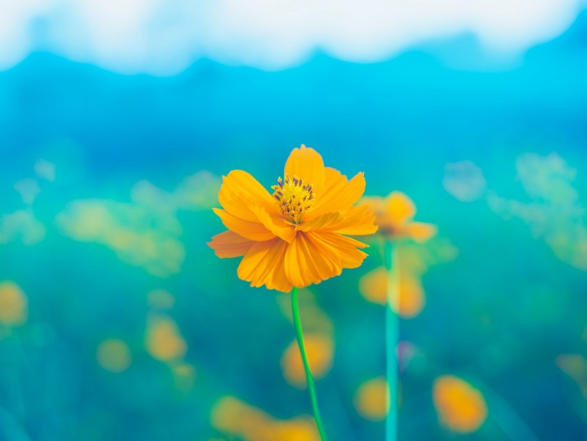 Flower Yellow Delicate Blooms Petals Pistil Stem Background