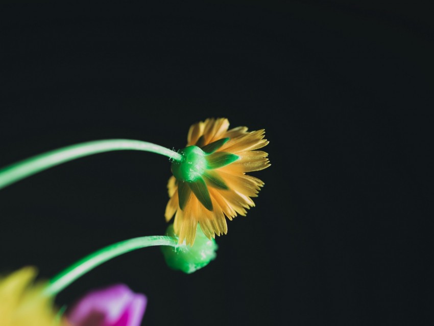 flower, yellow, macro, bloom, stem, petals