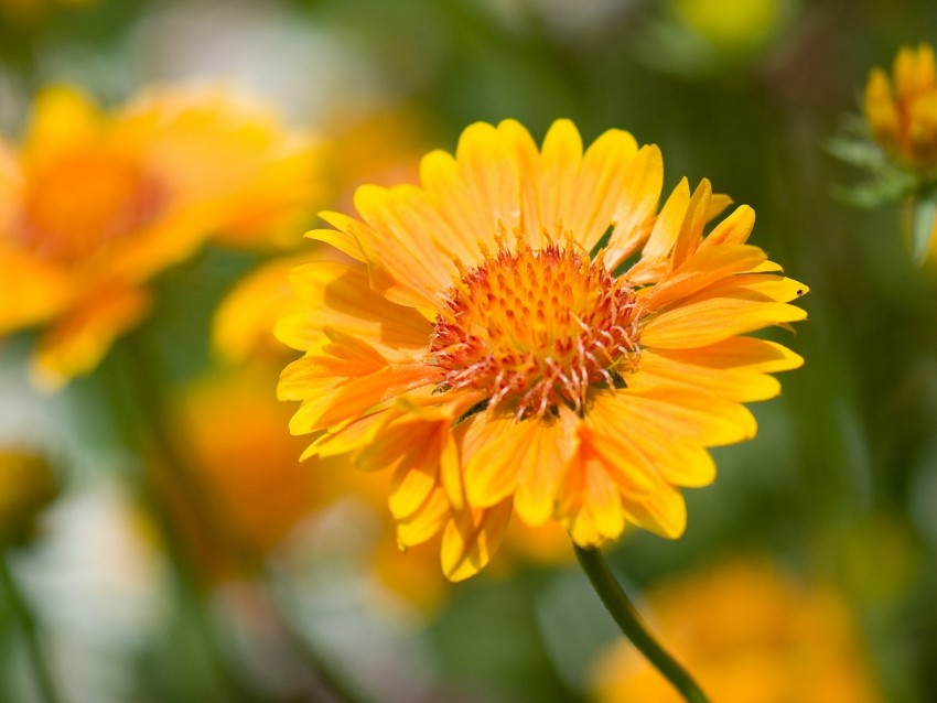 Flower Yellow Macro Blur Flowerbed Background