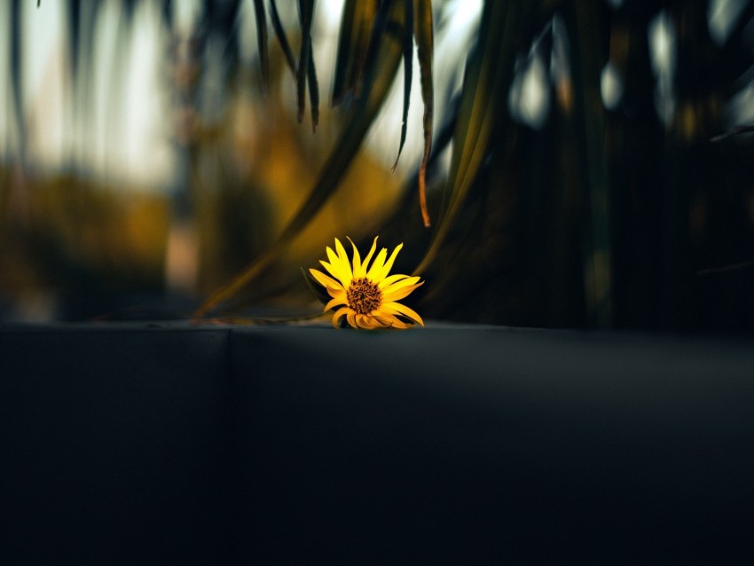 flower, yellow, palm, branch, leaves