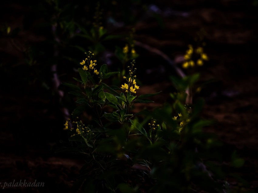 Flower Yellow Plant Bloom Dark Background