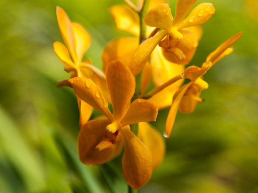 flower, yellow, wet, inflorescence, macro